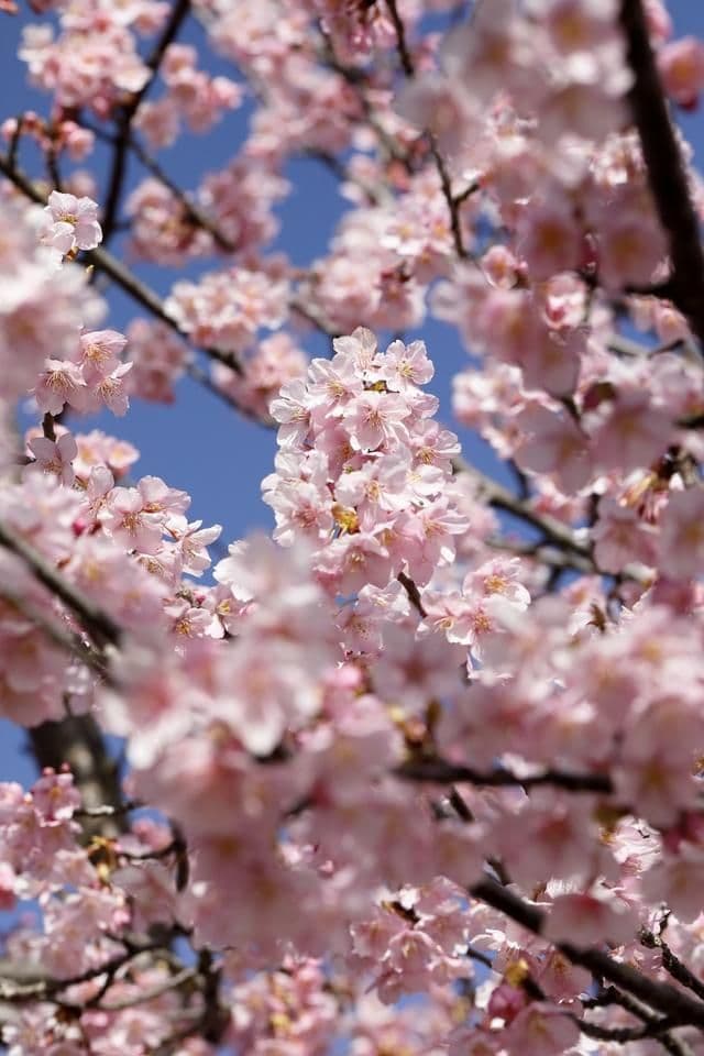 樱花和樱桃有关系吗？樱花怎么养？