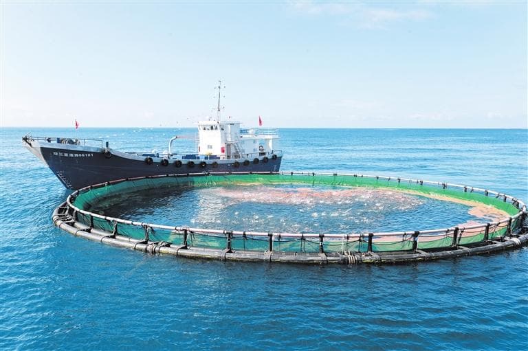 将增殖放流50万尾鱼苗！三亚湾海域海洋牧场建设稳步推进