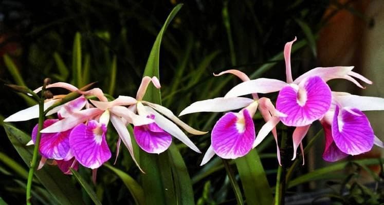 探秘兰花之生长环境（从土壤到气候，了解兰花在哪里生长得最好）