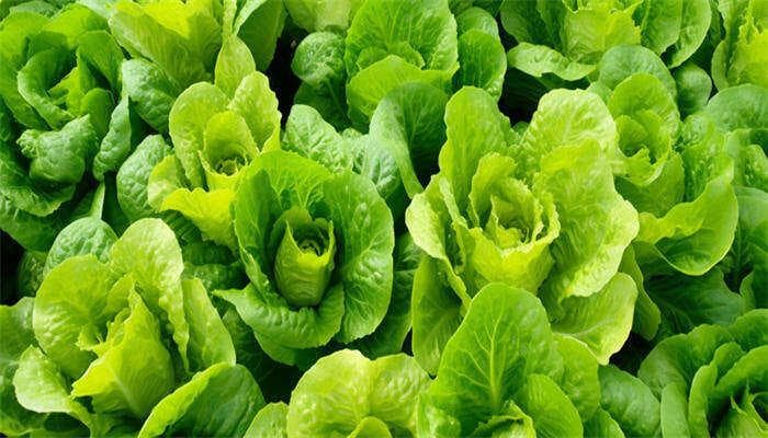 白菜从种植到收获要多久