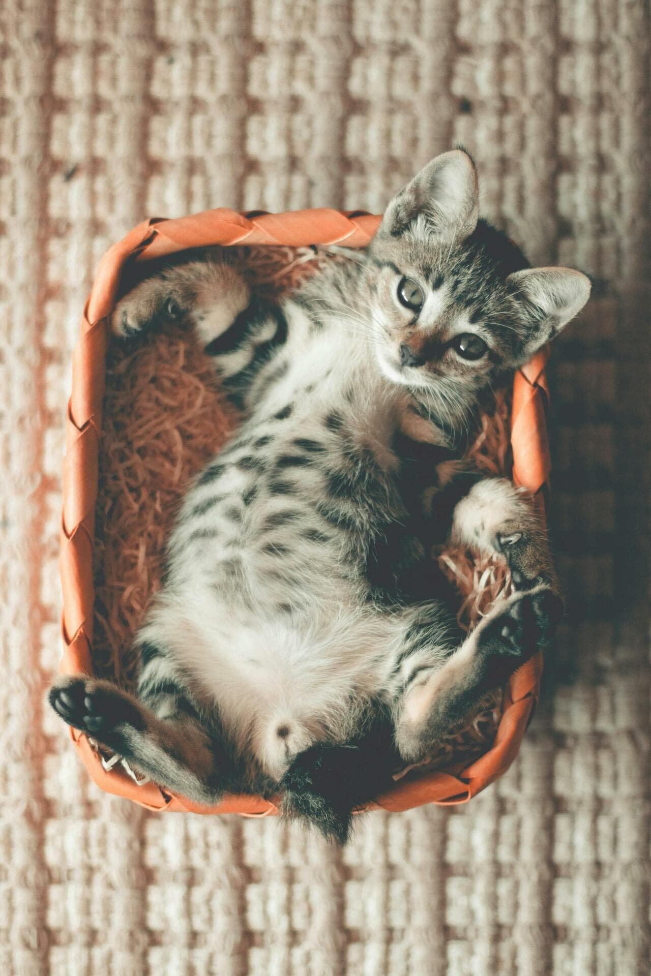 猫砂多久需要换一次？猫砂细节全攻略