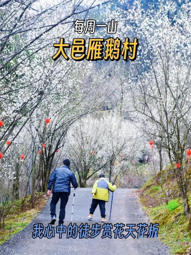 成都周边9处免费赏梅胜地，1.5小时车程就能抵达