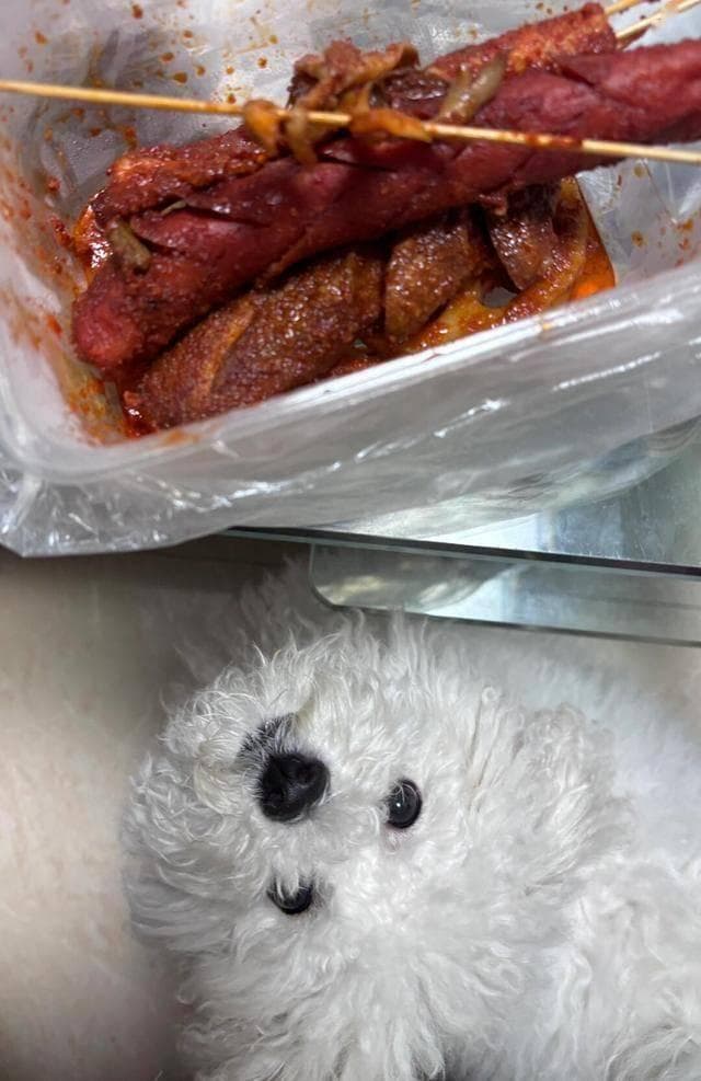 狗狗吃辣会怎样？后果可能比你想象的更严重