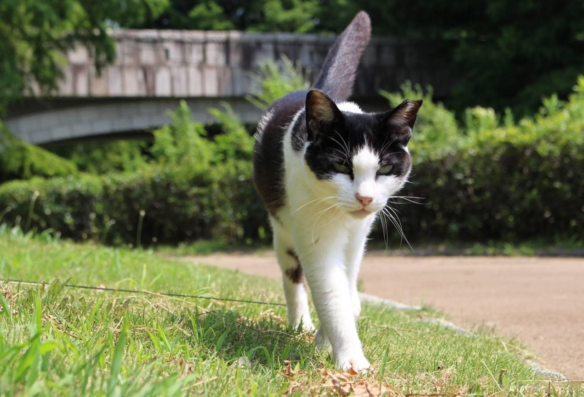 奶牛猫性格温和吗？新手养猫指南
