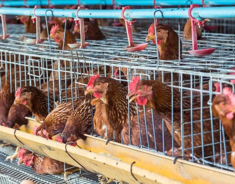 湖北襄阳恒森农业：禽类养殖生物安全，疫苗接种关键