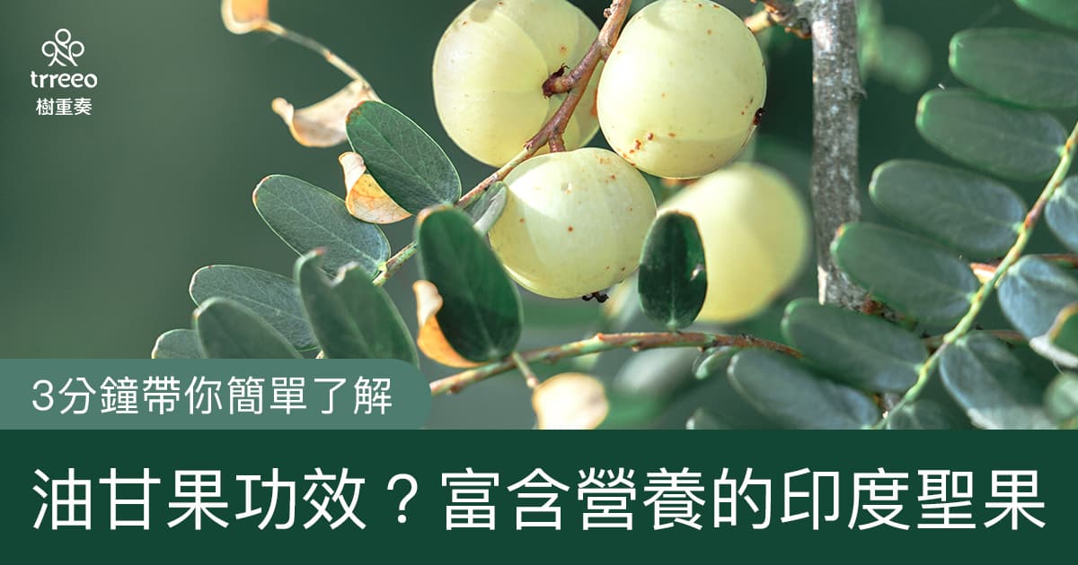 油甘果的功效与食用方法：富含天然维生素C、单宁酸的印度圣果