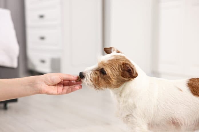 为狗驱虫：幼犬和成年犬的基本时间表