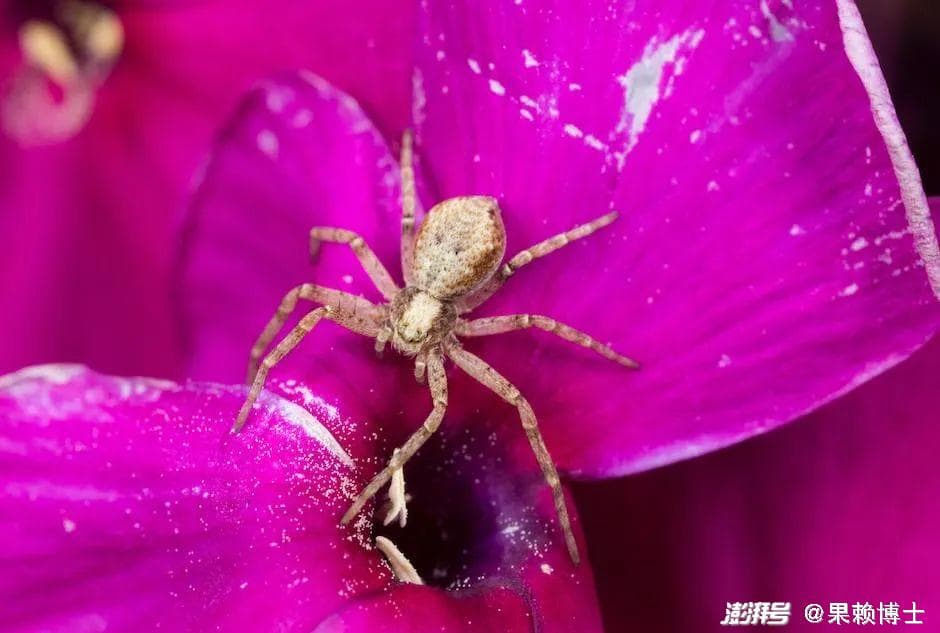 区分蜘蛛和昆虫：生物分类学上有何不同？生命周期有何差异？