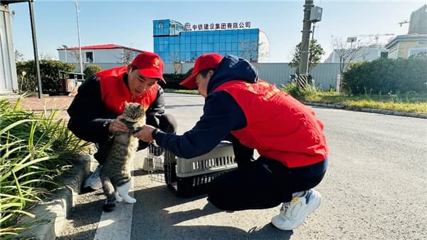 关爱流浪动物 让爱不再流浪——中铁建设华东公司组织开展流浪猫救助志愿服务