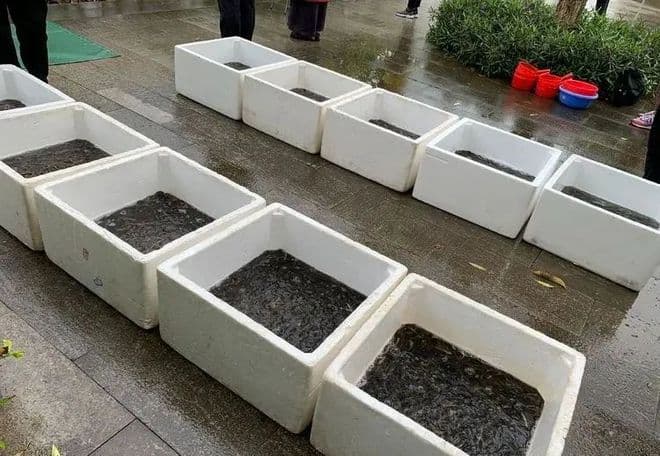 放生乌龟需知！如何更好的放生乌龟？什么乌龟不能放生？