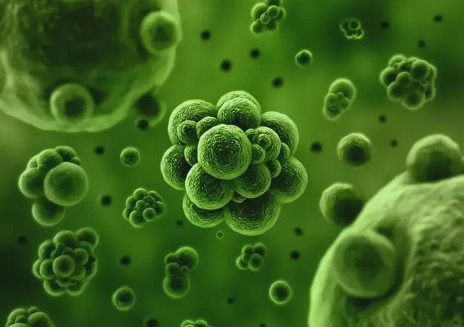 "为何排泄物总是臭的？揭开生物学之谜"