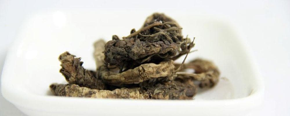 黄连的功效与作用：清热解毒、抗菌抗病毒的中药良药