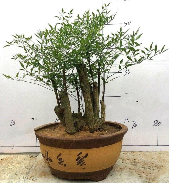 南天竹是喜阴还是喜阳？一文详解其光照需求
