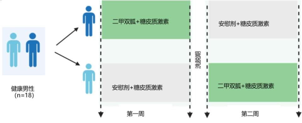 解读学术前沿：二甲双胍可能对糖皮质激素治疗的代谢副作用具有保护作用
