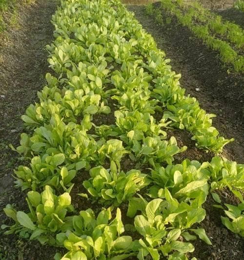 甜麦菜的最佳播种时间（了解最佳时间，收获满满甜麦菜）
