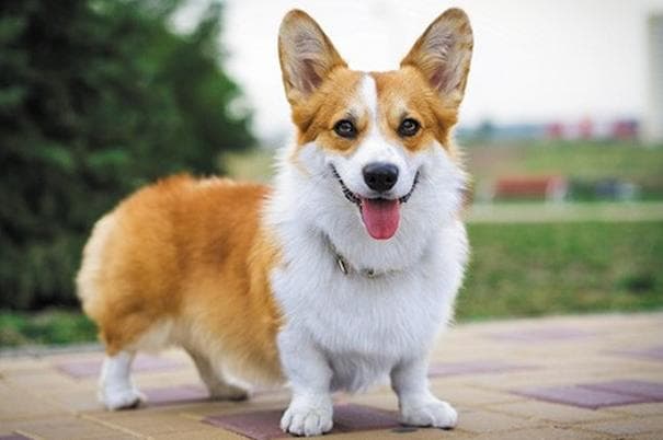 柯基犬的训练方法（全套教程）