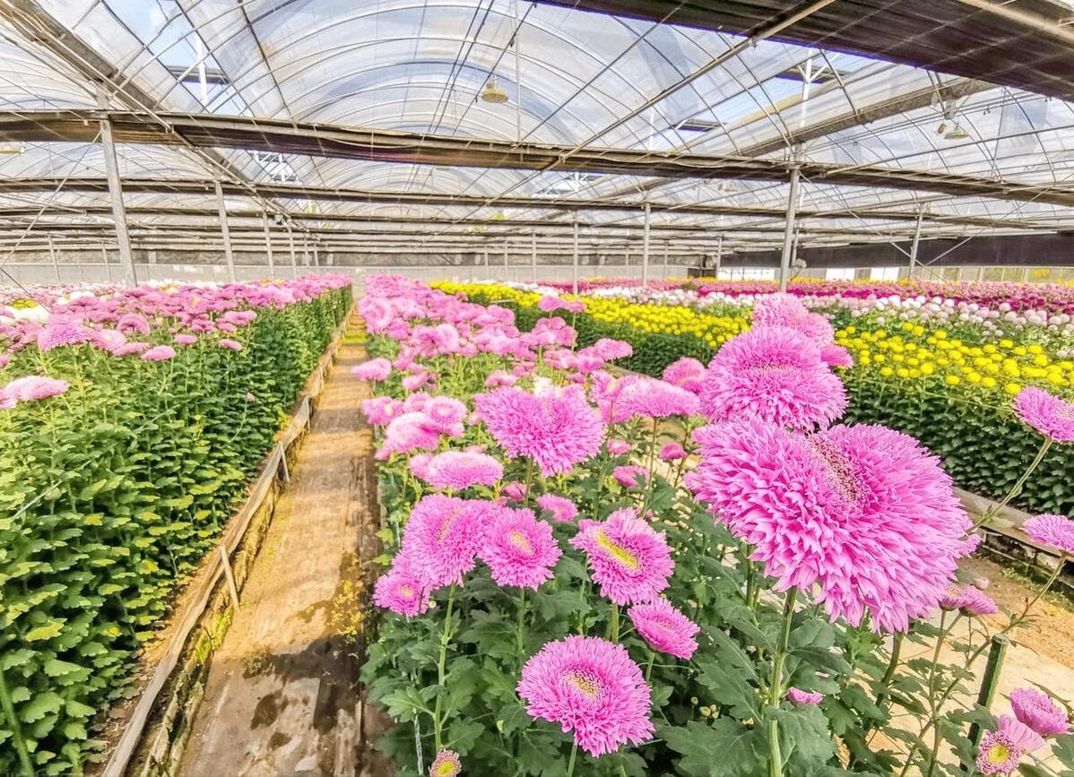 菊花种植方法和时间