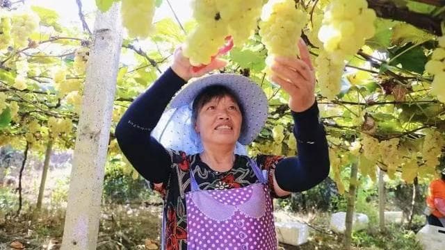 都匀市匀东镇：一村一特色 农户致富有良方