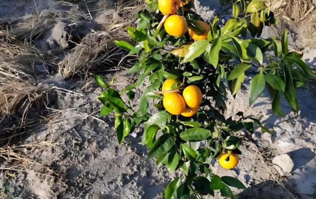 怎样种植茂谷柑？
