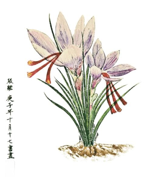 识药品味-西红花