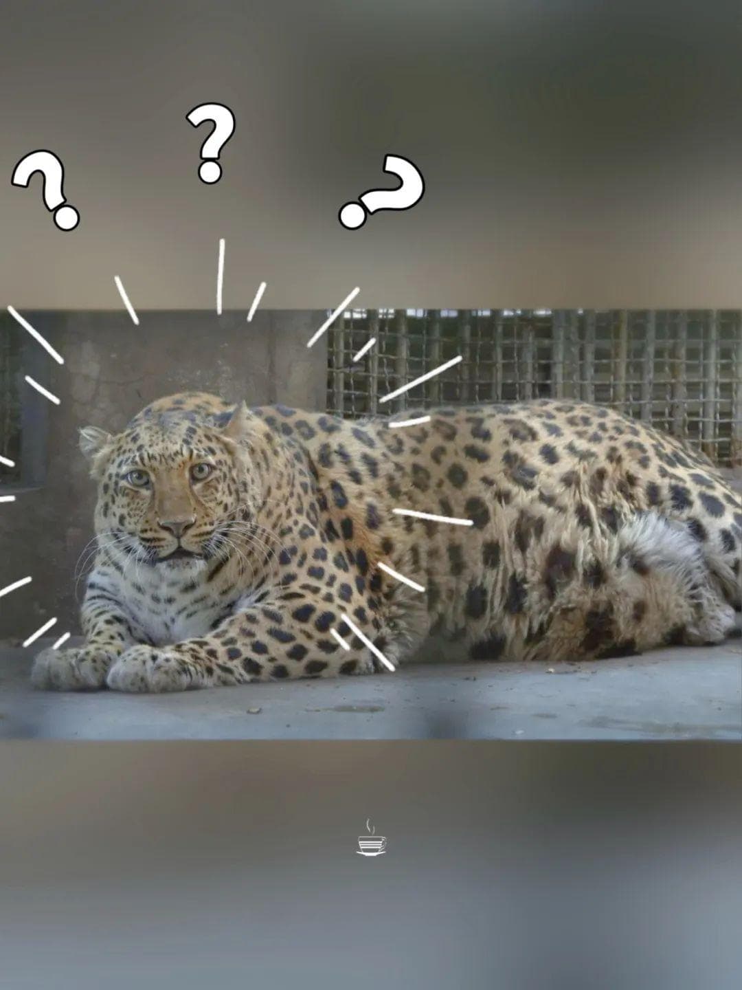 豹豹养成猪猪？攀枝花动物园，不愧是你！