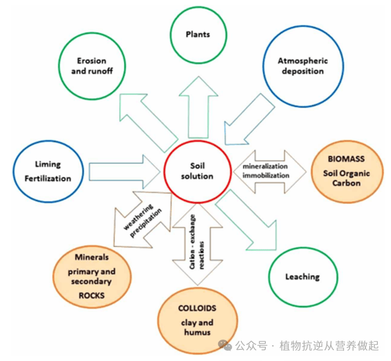 钙元素在土壤和植物中的循环