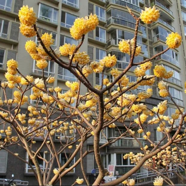 结香：从传统爱情象征到多功能植物