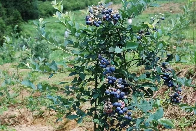 蓝莓种植方法与管理技术