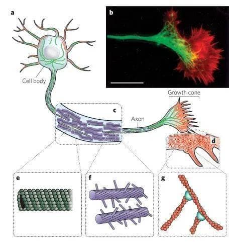 Nature | 细胞骨架：从结构到功能的力学生物学解析