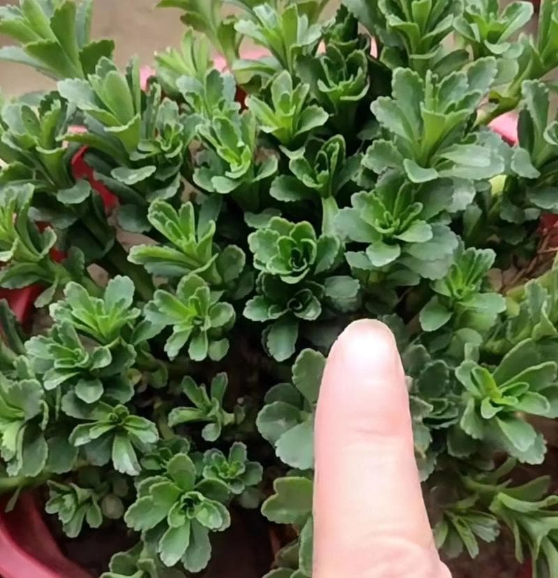 养心菜：健康之路的不二选择