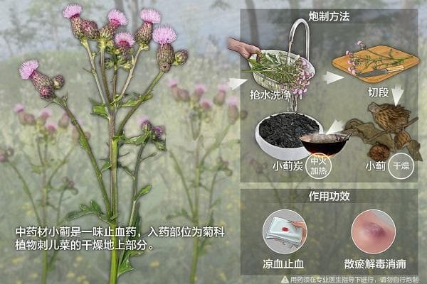 小蓟：一种常见中草药的多重价值
