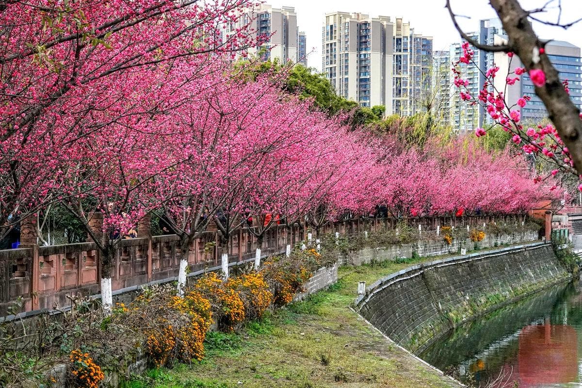 成都望江楼公园红梅盛放，游人如织共赏春日美景