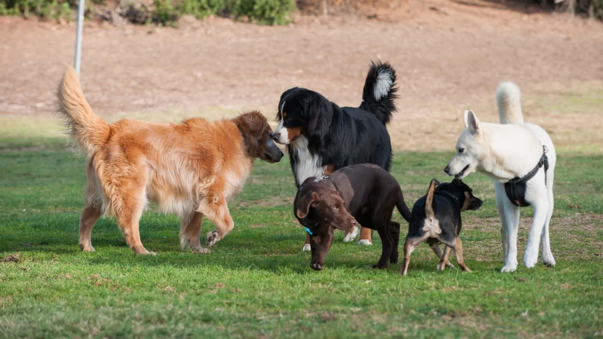 宠物犬的社会化训练是什么意思