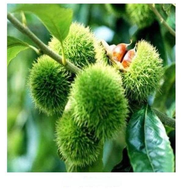 临沂地区板栗丰产栽培技术