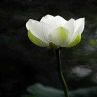 带土宣战第四次忍界大战是第几集