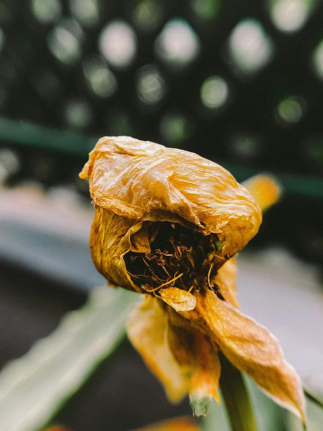 广东三款经典靓汤：从霸王花到天麻的养生智慧