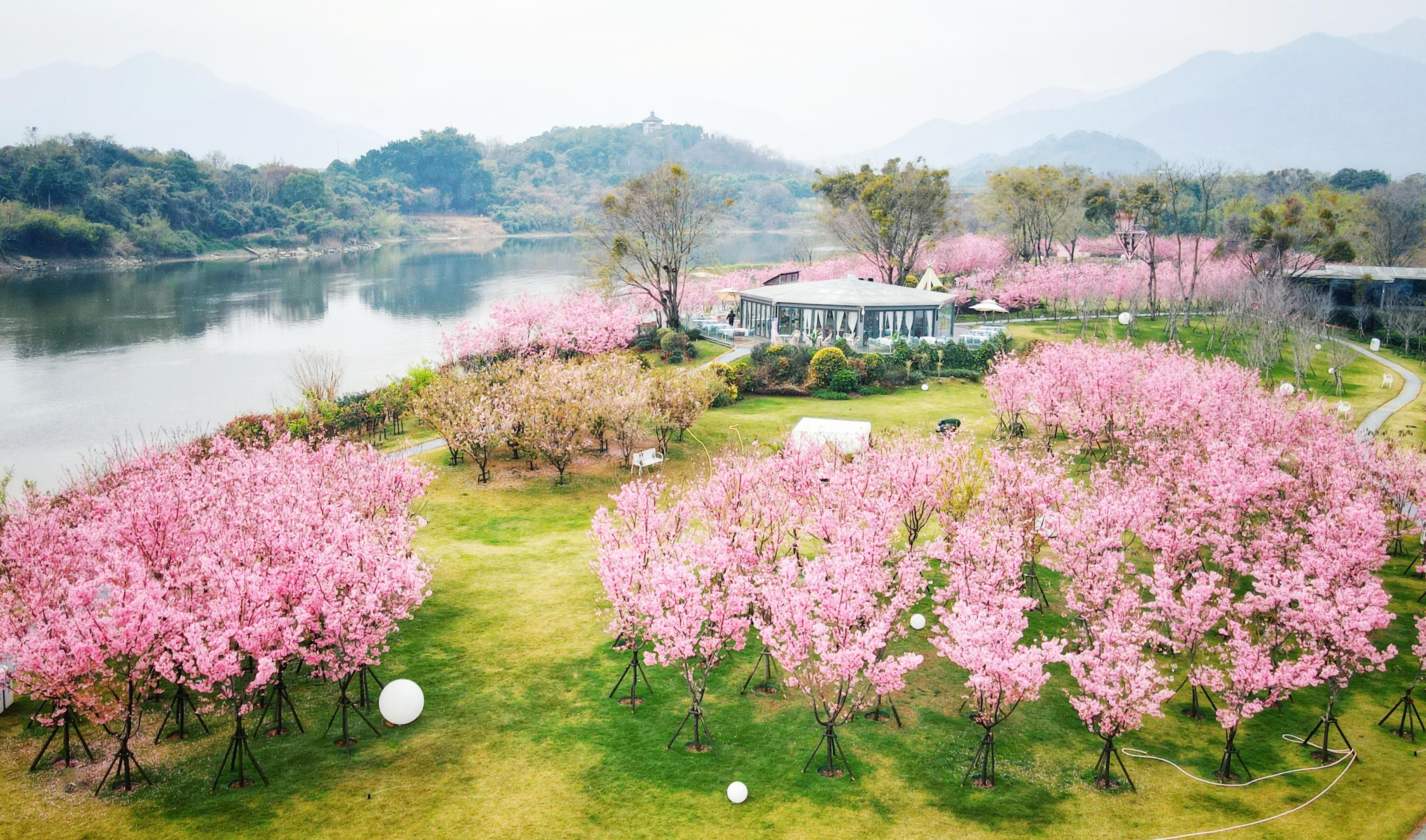 福建十大赏樱打卡地发布！每处都是极致浪漫
