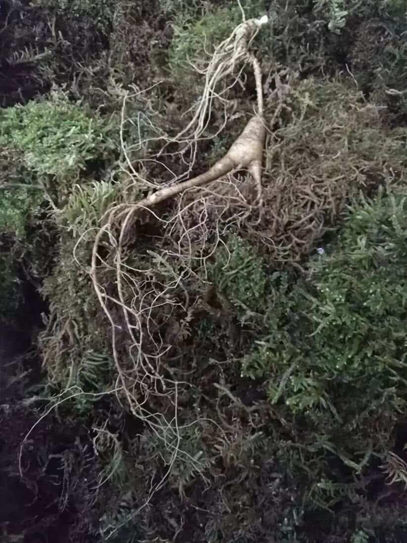 人参，品类太多，傻傻分不清