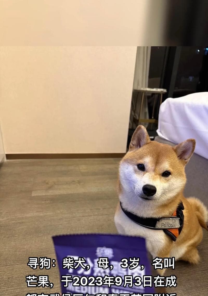 解密柴犬（揭秘柴犬的命名由来与特点）