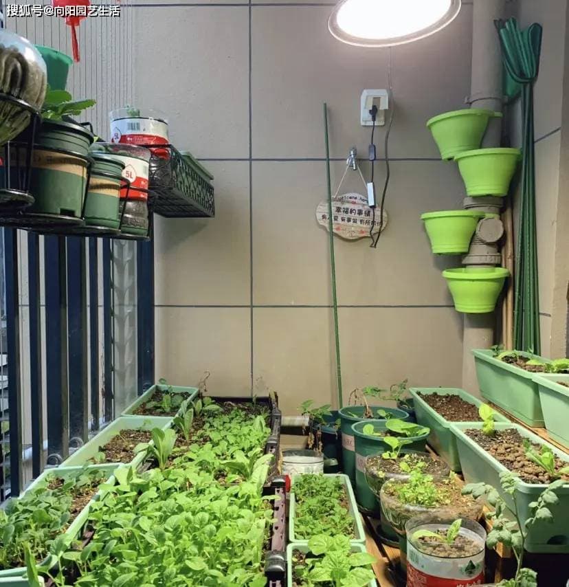 阳台没有太阳？这些方法让绿植照样茁壮成长