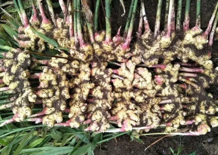 生姜种植管理技术要点