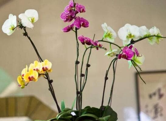 室内还是室外（探讨蝴蝶兰室内外养殖的优缺点和适应环境的要求）