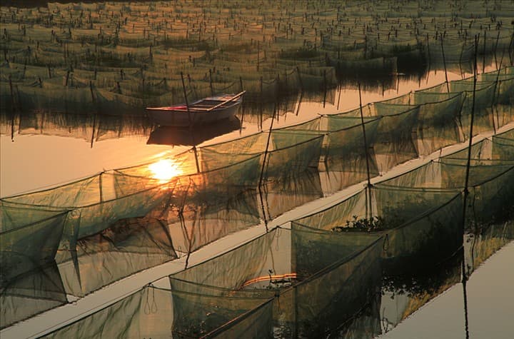 黄鳝养殖技术全攻略：从水体选择到日常管理