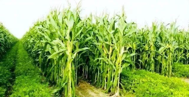 轮作、间作、套种、免耕、垄作、连作、休耕：农业生产中的种植方式与粮食安全