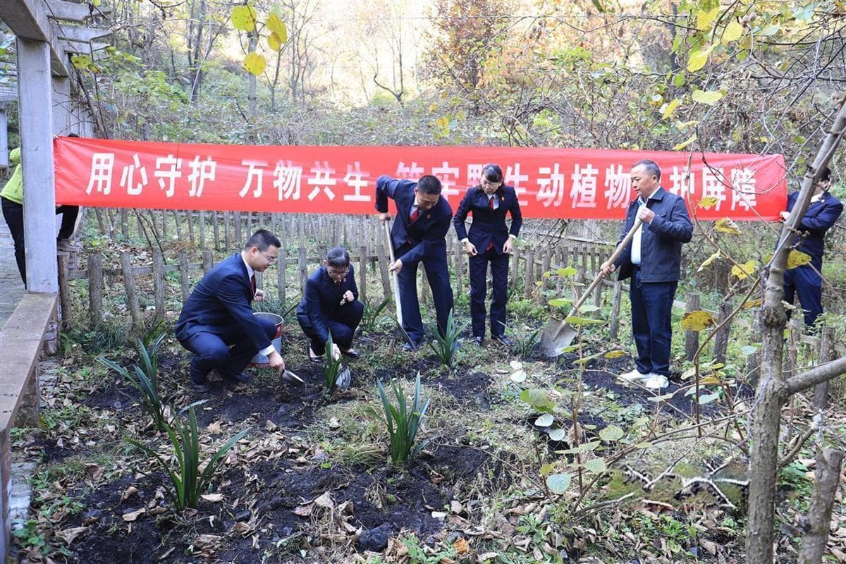 被非法采挖后如何处置？30余株蕙兰安新家