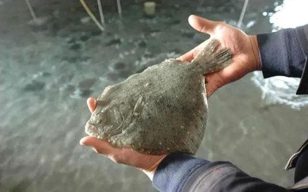 鱼类低温应激反应如何应对?关键是要增强鱼类体质