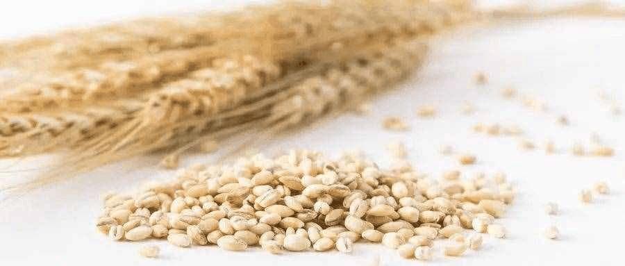 麸质：从面包制作到健康饮食的关键蛋白