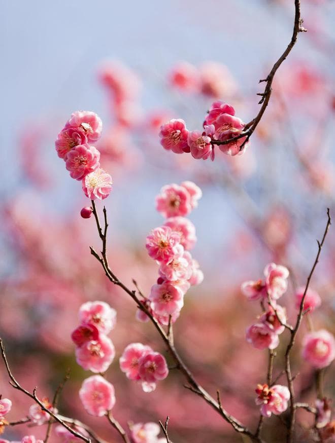 不了解这些，就会错判梅花的花期