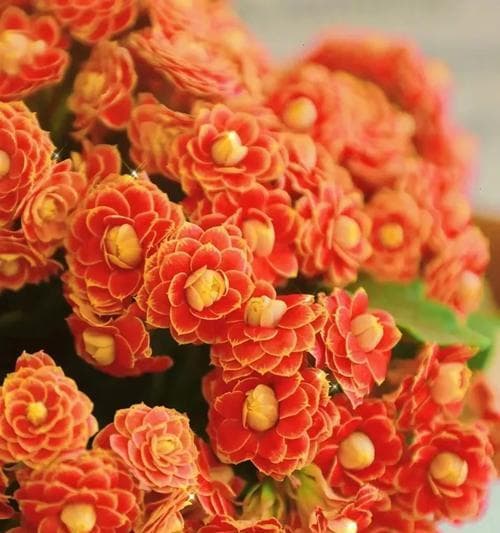 冬季花卉盛开美不胜收（探秘冬季最美的15种花卉）