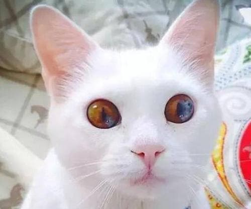 猫咪的眼睛——探秘猫咪眼睛的神奇之处